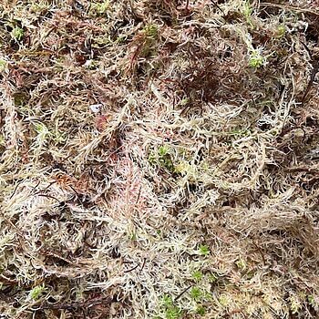 Fresh Live Sphagnum Moss Component Grade Fresh Moss fresh moss