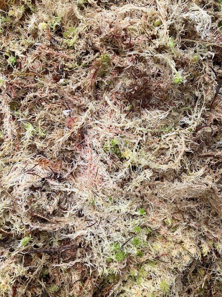 Fresh Live Sphagnum Moss Component Grade
