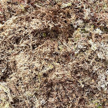 Fresh Live Sphagnum Moss Component Grade Fresh Moss fresh moss 2