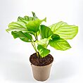 Calathea Orbifolia plant with large decorative leaves in an indoor setting.