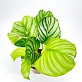 Vibrant Calathea orbifolia plant with striped green leaves against a plain white background.