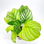 Calathea Orbifolia Prayer Plant