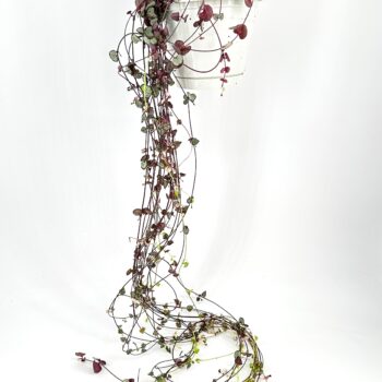Hanging plant in white pot with cascading green and burgundy leaves.