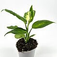 Vibrant indoor plant with glossy leaves in a stylish pot against a minimalist background.