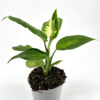 Vibrant indoor plant with glossy leaves in a stylish pot against a minimalist background.