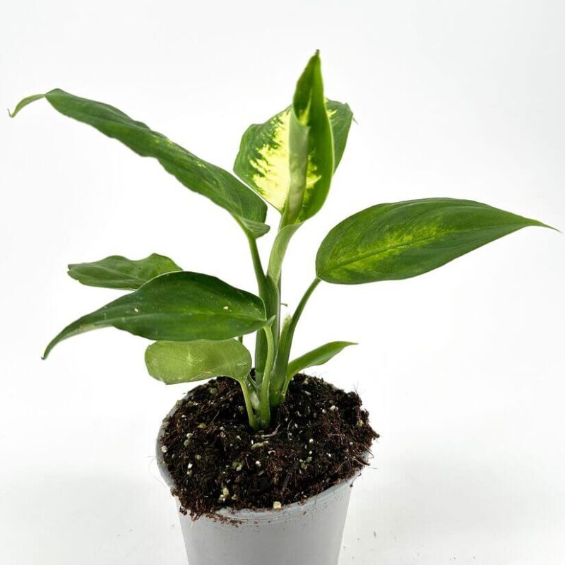 Vibrant Indoor Plant with Glossy Leaves Vibrant indoor plant with glossy leaves in a stylish pot against a minimalist background.