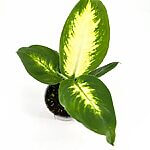 Dieffenbachia Camilla Dumb Cane