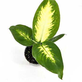 Vibrant Dieffenbachia plant in a black pot, featuring glossy green and yellow variegated leaves.