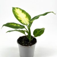 Vibrant Dieffenbachia plant in a minimalist pot, showcasing lush green and yellow foliage.