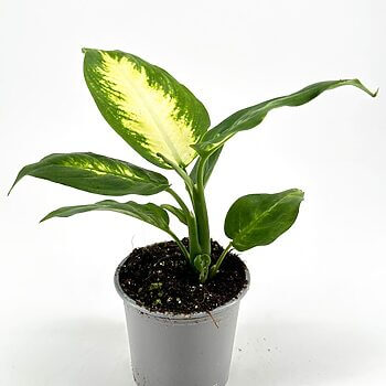 Vibrant Dieffenbachia plant in a minimalist pot, showcasing lush green and yellow foliage.