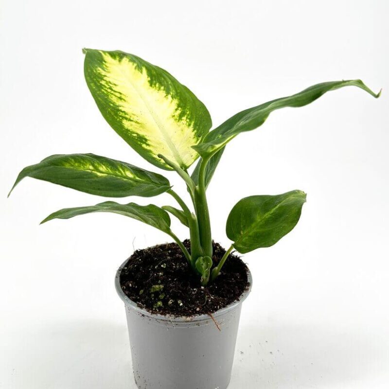 Vibrant Dieffenbachia Plant in Minimalist Grey Pot Vibrant Dieffenbachia plant in a minimalist pot, showcasing lush green and yellow foliage.