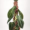 Philodendron Melanochrysum Black Gold