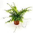 Lush green plant in terracotta pot on white background.