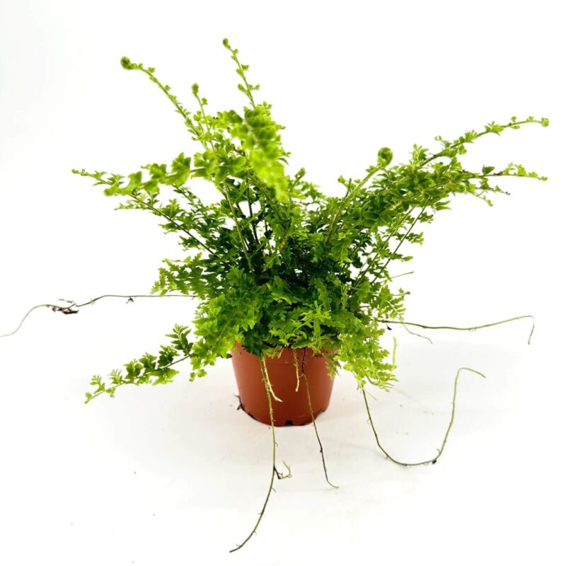 Lush Green Plant in Terracotta Pot Lush green plant in terracotta pot on white background.