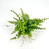Boston Fern Nephrolepis Exaltata Green Fantasy