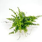 Boston Fern Nephrolepis Exaltata Green Fantasy