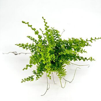 Vibrant fern plant against minimalist white backdrop, showcasing lush foliage and intricate leaf structure.