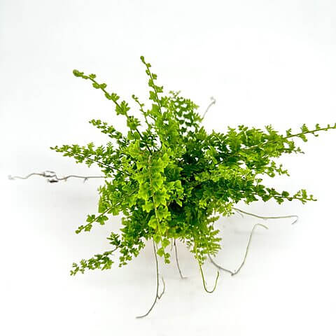 Vibrant fern plant against minimalist white backdrop, showcasing lush foliage and intricate leaf structure.