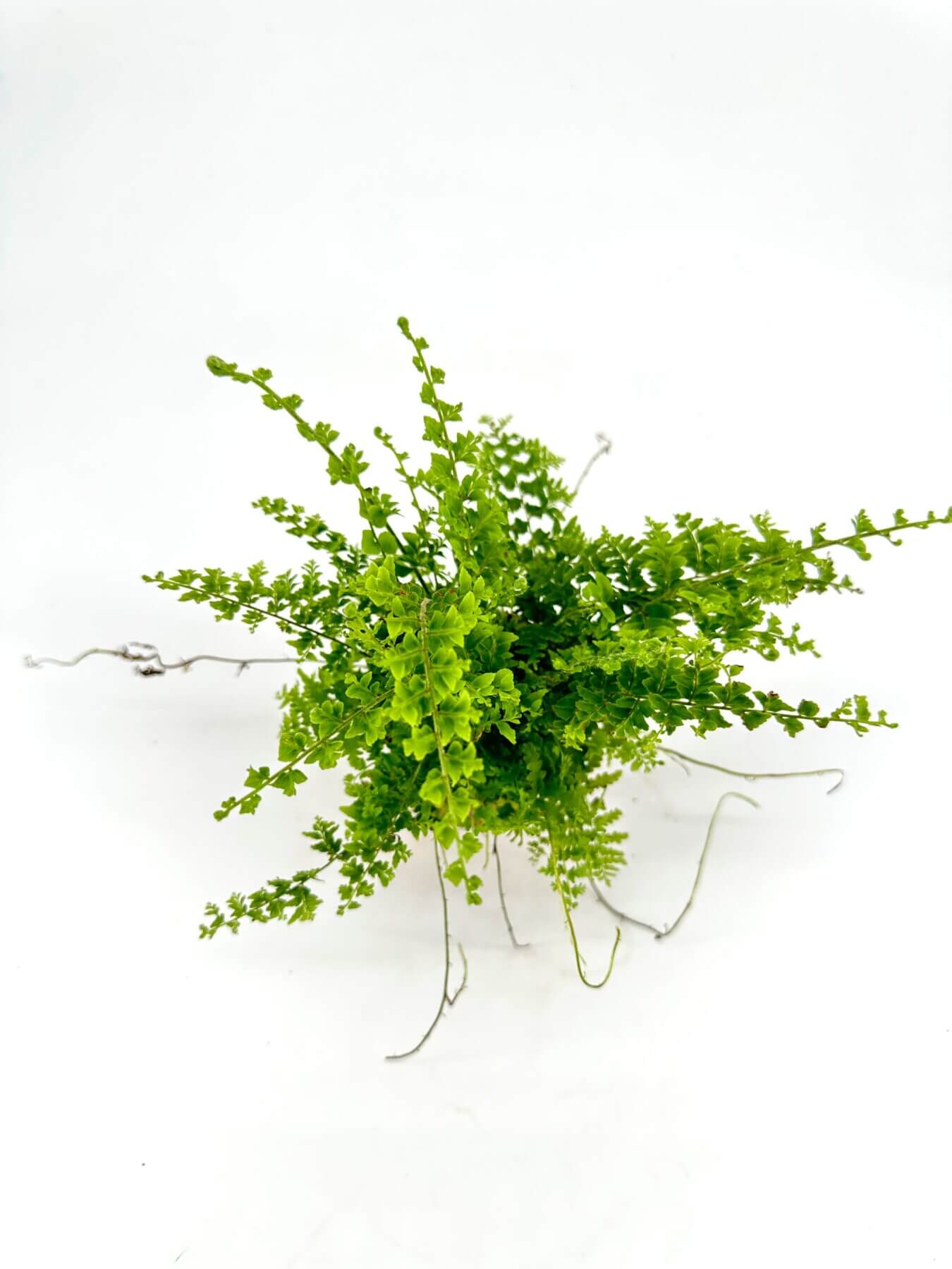 Ferns and Leaves | 12 Sticky Gift Tags Ferns and Leaves | 12 Sticky Gift Tags