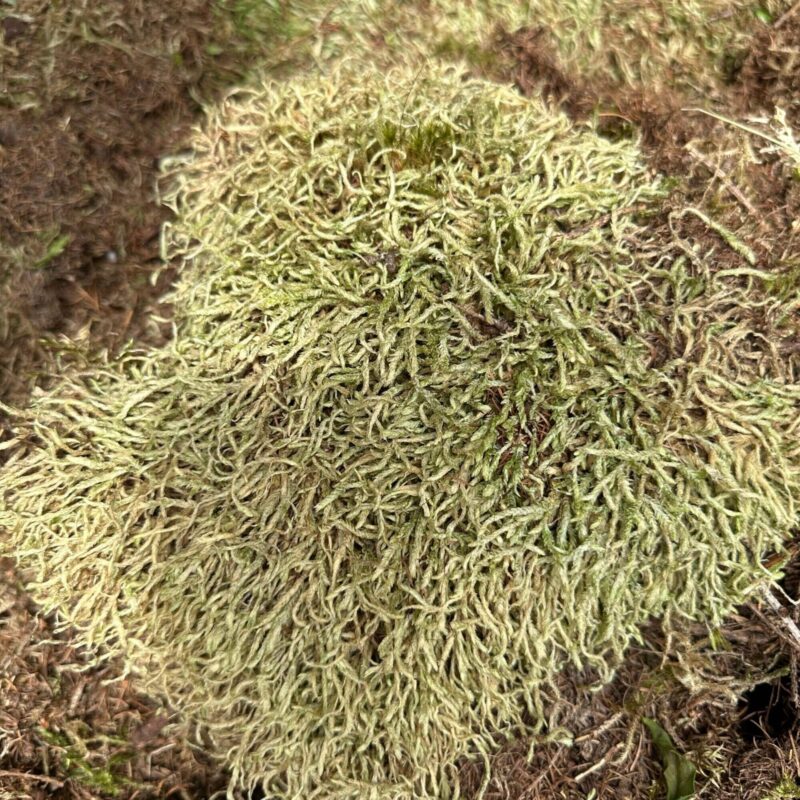 Enchanting Forest Floor: Vibrant Green Moss Magic Close-up of vibrant green moss with textured tendrils on woodland forest floor.