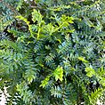 Vibrant green fern with intricate leaves, varied shades, and lush foliage.