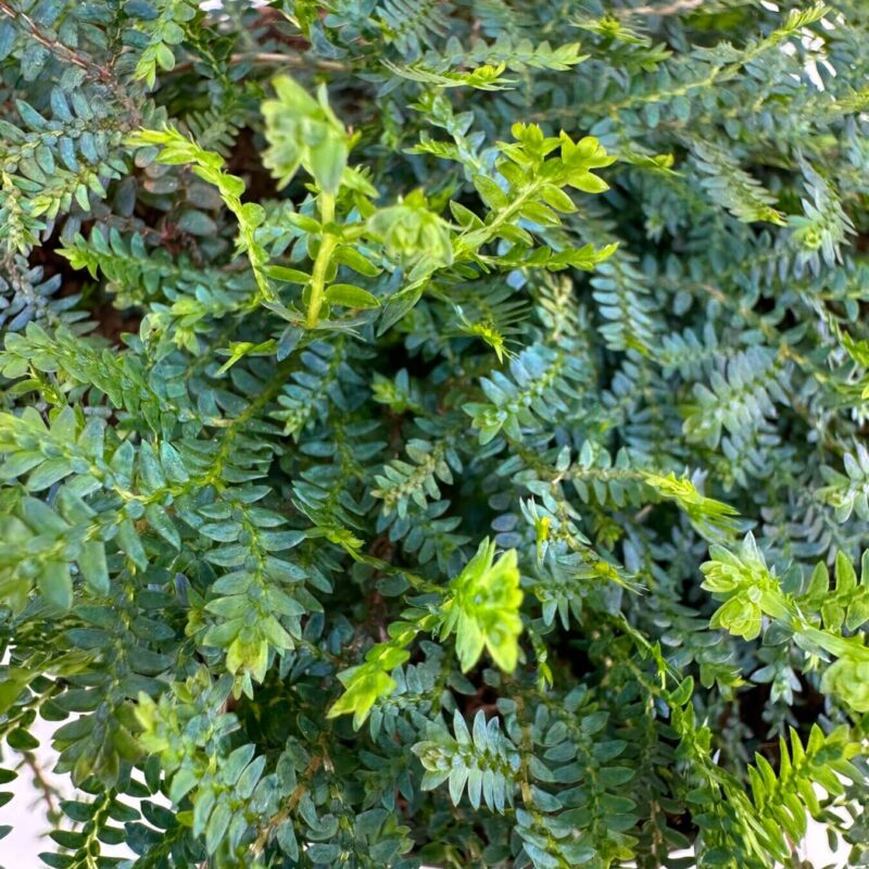 Thriving Fern: Lush Green Foliage Display Vibrant green fern with intricate leaves, varied shades, and lush foliage.