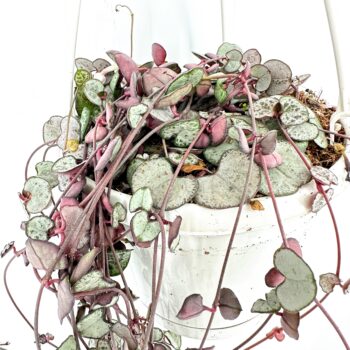 Trailing houseplant with vibrant green and pink leaves in a white pot on a white background.
