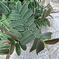 Marcgravia Umbellata Shingle Vine