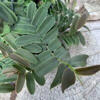 Marcgravia Umbellata Shingle Vine