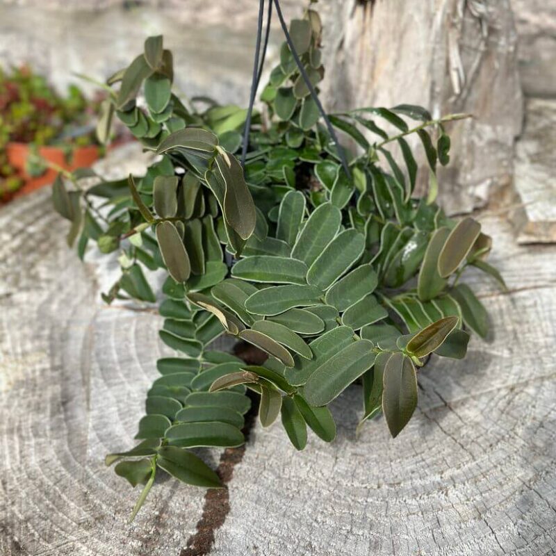 img_4748 Marcgravia Umbellata Shingle Vine