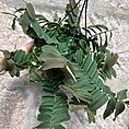 Marcgravia Umbellata Shingle Vine