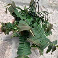 Marcgravia Umbellata Shingle Vine