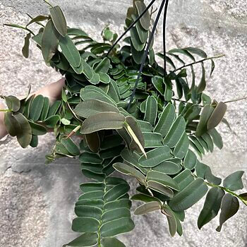 Marcgravia Umbellata Shingle Vine 14cm pot Uncategorised