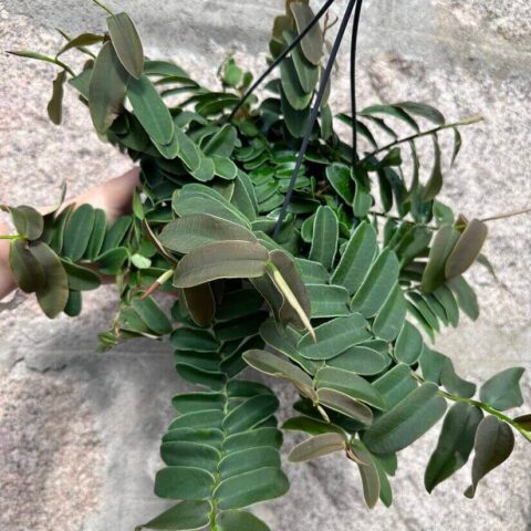 Marcgravia Umbellata Shingle Vine
