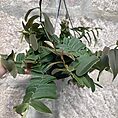 Marcgravia Umbellata Shingle Vine