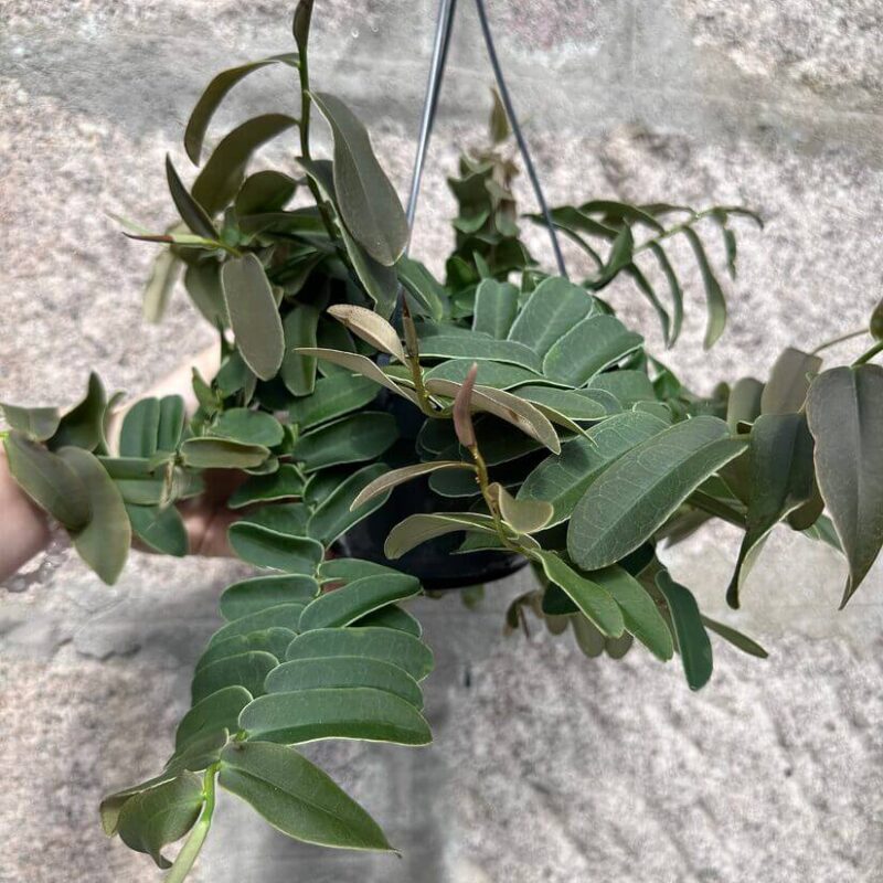 img_4750 Marcgravia Umbellata Shingle Vine