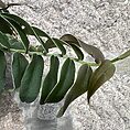 Marcgravia Umbellata Shingle Vine