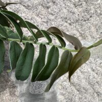 Marcgravia Umbellata Shingle Vine