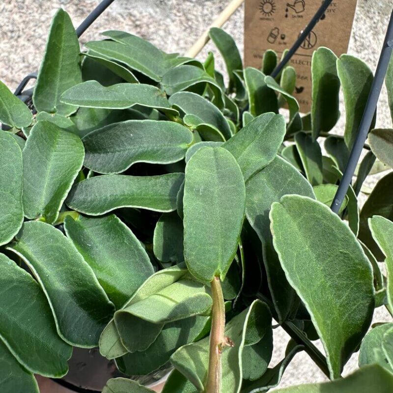 img_4753 Marcgravia Umbellata Shingle Vine