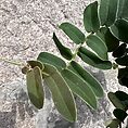Marcgravia Umbellata Shingle Vine