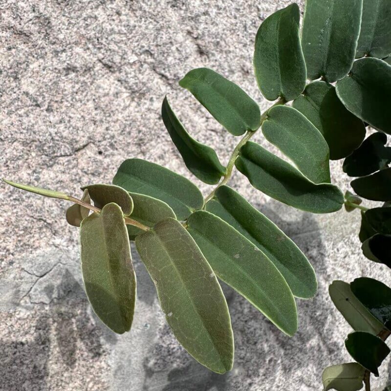 img_4754 Marcgravia Umbellata Shingle Vine