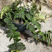 Marcgravia Umbellata Shingle Vine