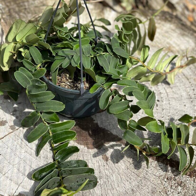 img_4756 Marcgravia Umbellata Shingle Vine