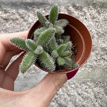 Delosperma Echinatum Pickle Rick Succulent Houseplants easy care 2