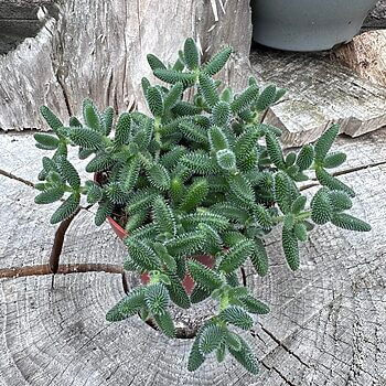 Delosperma Echinatum Pickle Rick Succulent Houseplants easy care