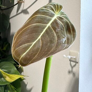 Philodendron Melanochrysum Black Gold 12cm pot EXTRA TALL 100cm Cuttings 12cm plant 2