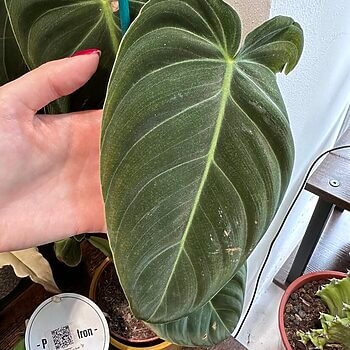 Philodendron Melanochrysum Black Gold 12cm pot EXTRA TALL 100cm Cuttings 12cm plant