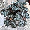 pilea