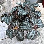 Pilea Suprecena Norfolk