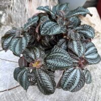 pilea